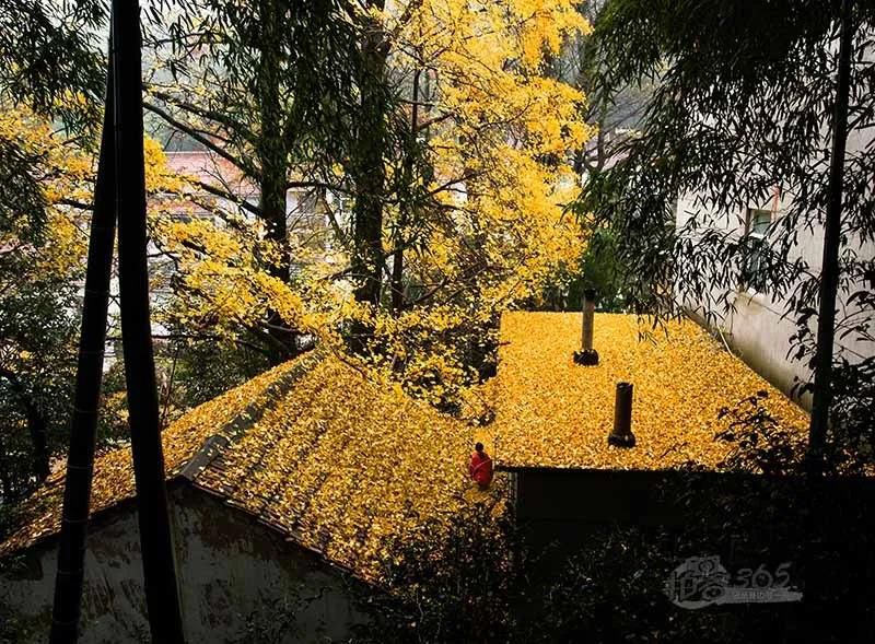 黃葉紛飛、夕陽晚照.jpg